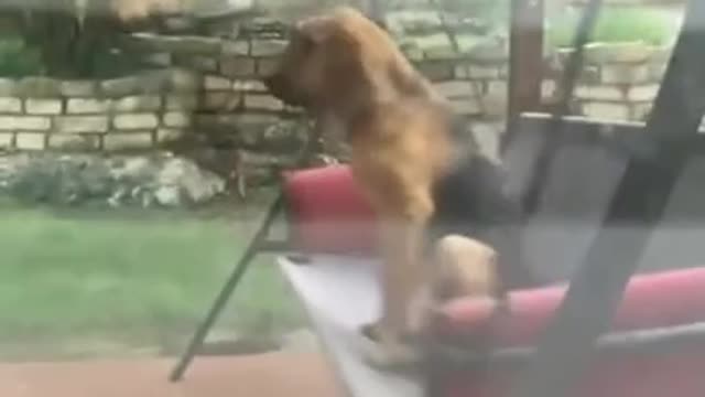 Owner Peers Out of Window to Find Her Dog Swinging on the Swing