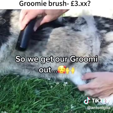 Absolutely gorgeous siberian husky