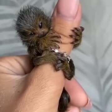 Animals_Act_Like_Humans