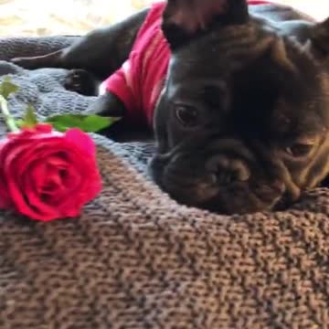 Cutest French Bulldog ever!