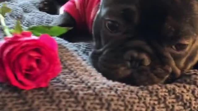 Cutest French Bulldog ever!