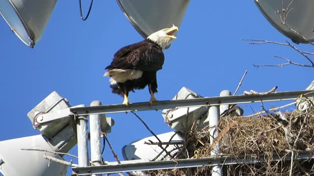 Singing Bald Eagle