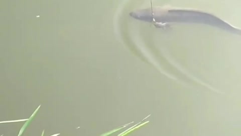 Fishing to get unique and expensive fish species