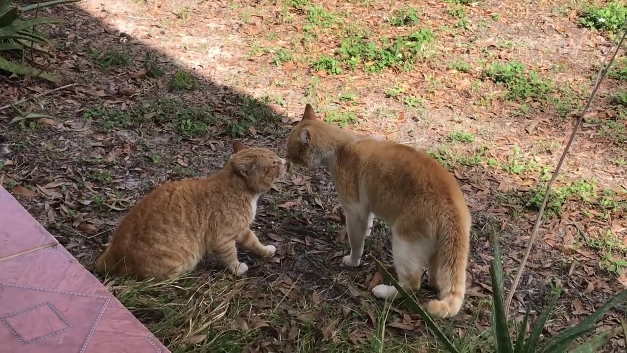 Cat Fight over territory.