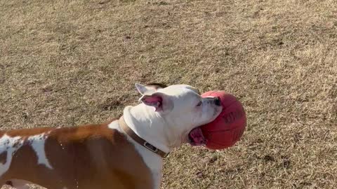 American bulldog w/ running with basketball