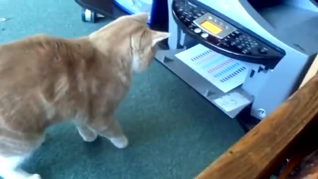 Funny Cat Video