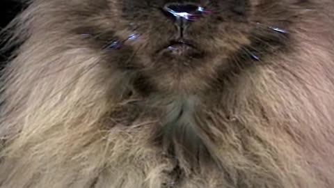 Do they look Scary? The biggest domestic cat! Maine Coon!