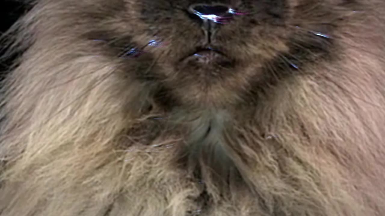 Do they look Scary? The biggest domestic cat! Maine Coon!