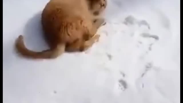 Cats play with ice, funny cats