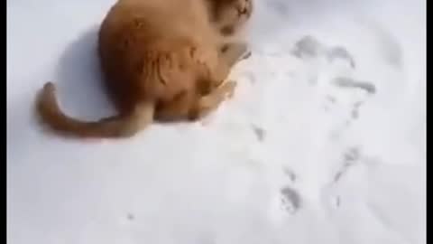 Cats play with ice, funny cats