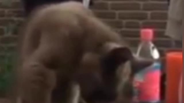 Funny video cat