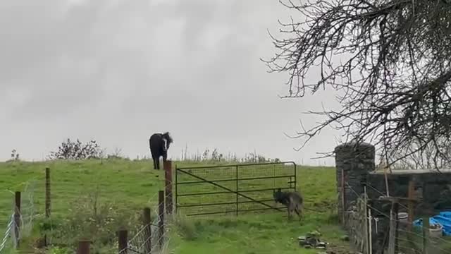 Bringing horses, alpaca & Ebony in before this morning’s storm arrives