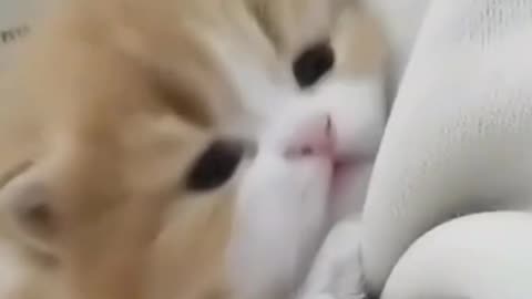 Cute and funny cat video.