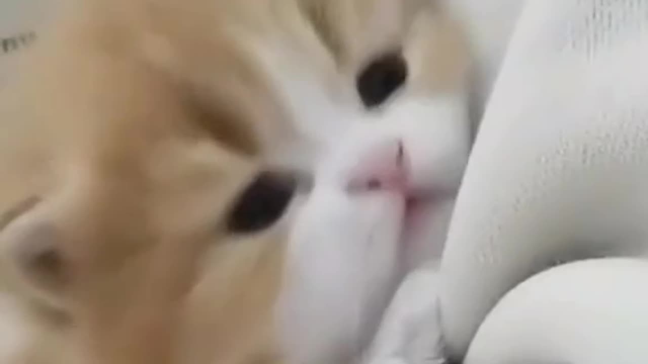 Cute and funny cat video.