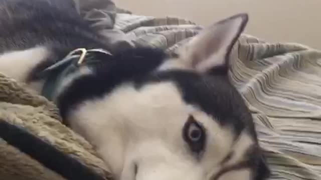 Stubborn Husky gets his wish after throwing temper tantrum #2