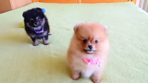 Pomeranian Puppies