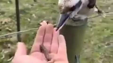 Rescuing a Swan in Distress: Heartwarming Act of Kindness