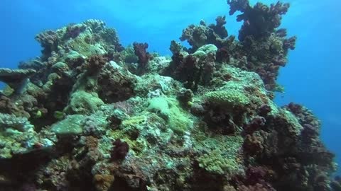 White Wall Dive - Rainbow Reef Somosomo Straight Fiji Islands