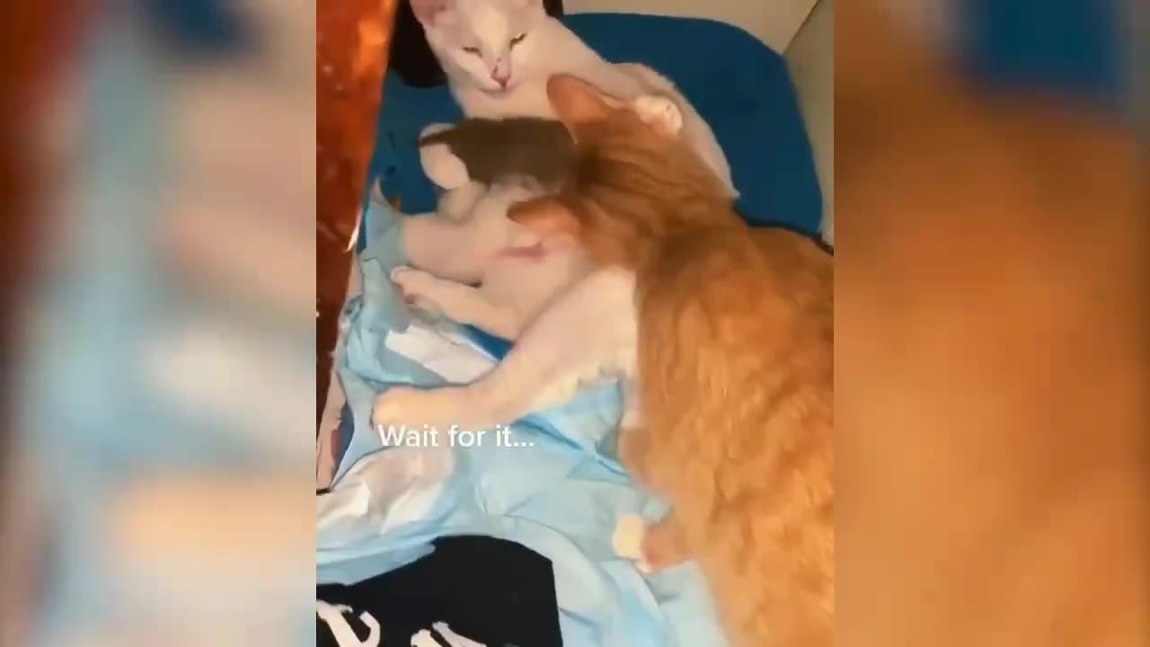 Some Cute Videos Of Animals 🐱🤪