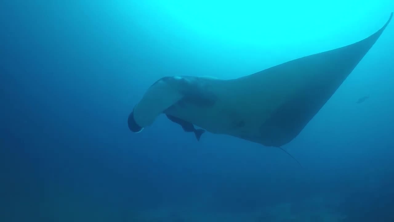 Diver meet manta ray at Koh Bon