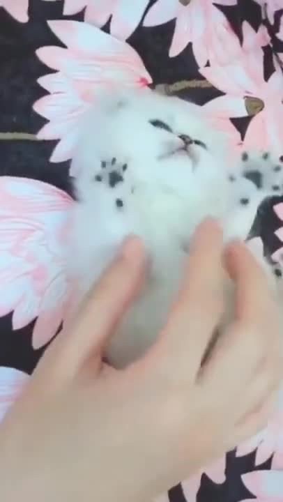 Cute Cats #Shorts Funny video #shorts