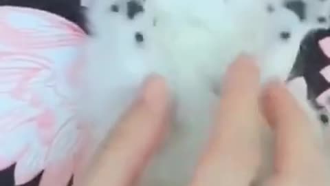 Cute Cats #Shorts Funny video #shorts