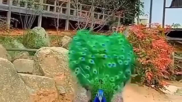 Best Scene Respect