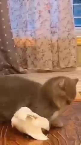 cat duck fight //dengerfight 😱😱#shorts #ytshorts #fight #animalshorts