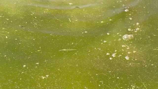 Blind Pet Duck Swims in Circles