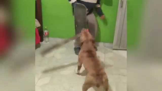 Ninja DoG 😂😂