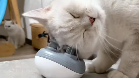 Kitty Having Spa Day