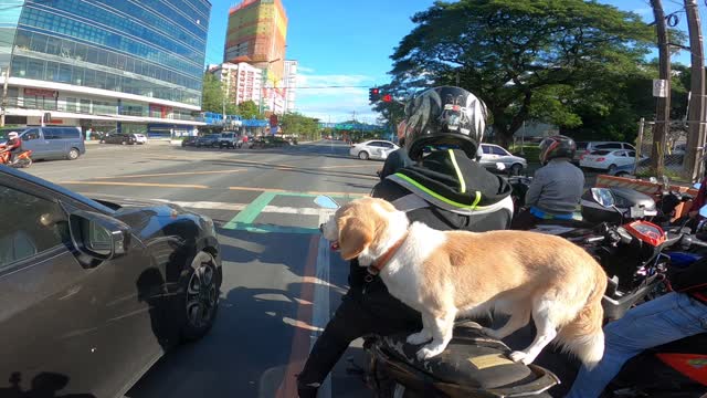 Perfectly Balanced Puppy Rides on Scooter