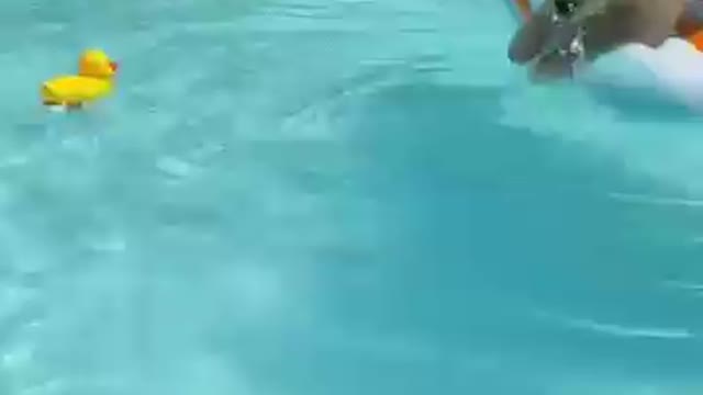 Puppy tries to get Rubber Duck in Pool!