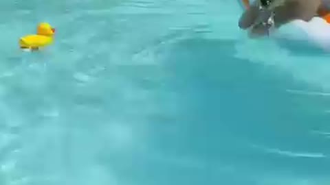 Puppy tries to get Rubber Duck in Pool!