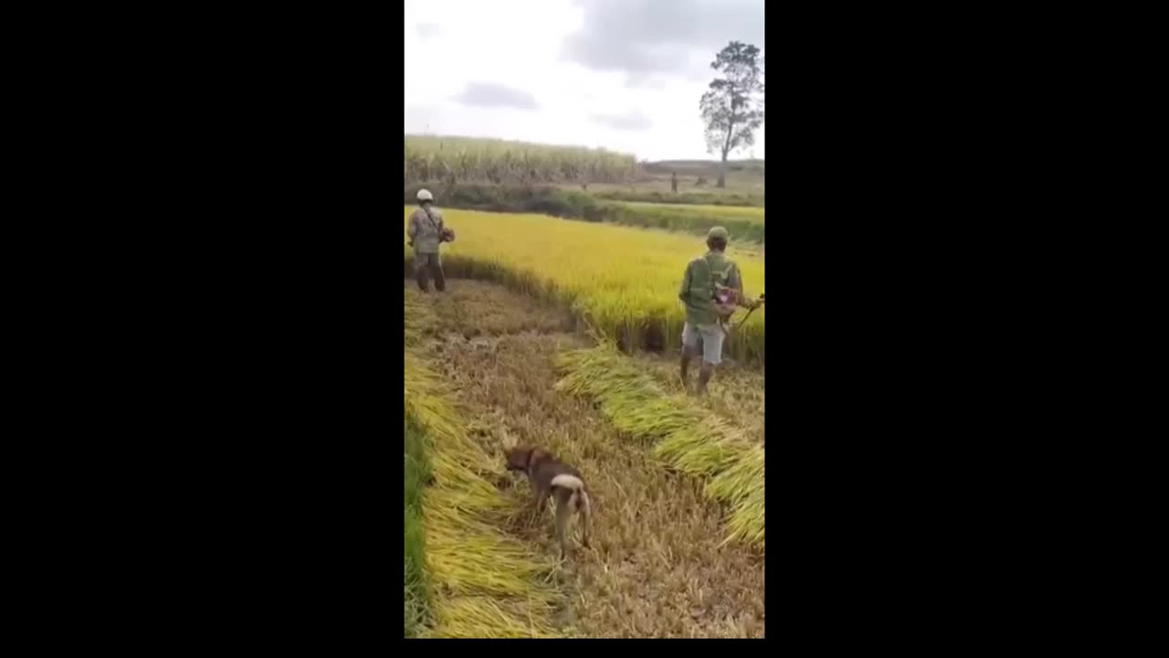 Rice Cutting skill