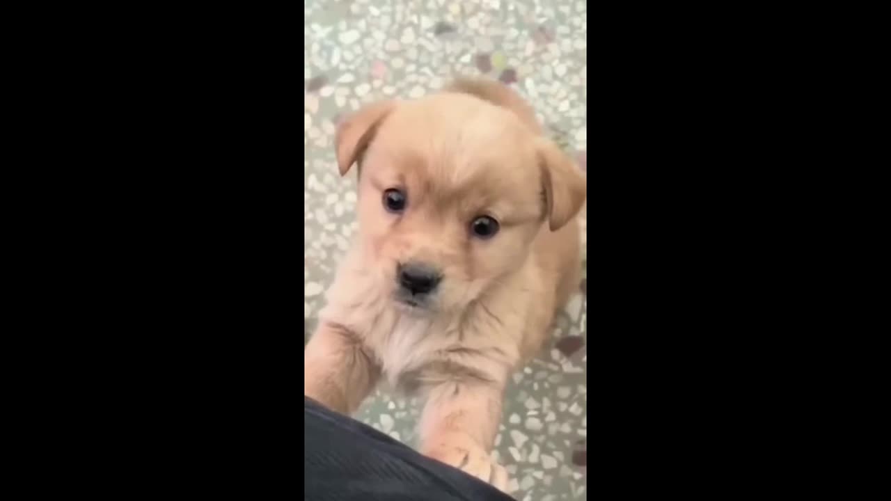 Cute puppy/ puppy barking/ dog barking/ #puppy dog sound/ viral/ trending/