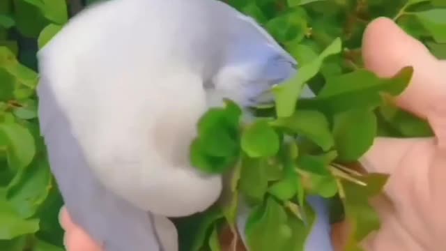 Parrot's dressing skills #shorts #viral #shortsvideo #video