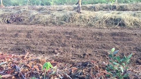 Syntropic Agroforestry in Australia: video 2