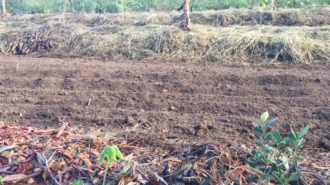 Syntropic Agroforestry in Australia: video 2