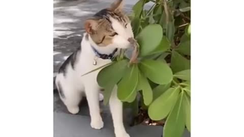 Funny cat videos