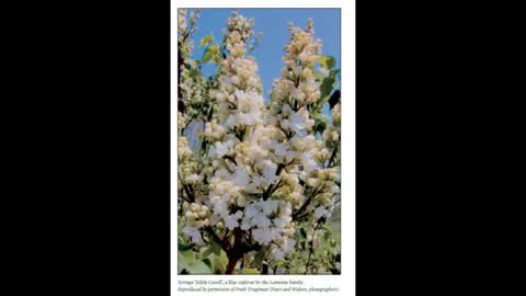 Flower Breeding 6 The Lemoine Family