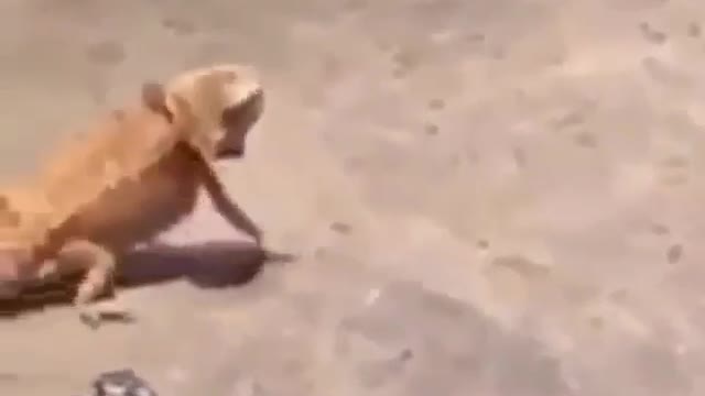 A lizard that gets up and runs