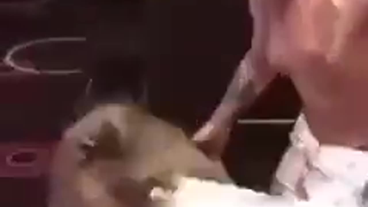 Head Like A Kick Ball