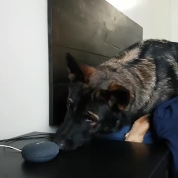 German Shepherd reacts to Google Home's animal sounds