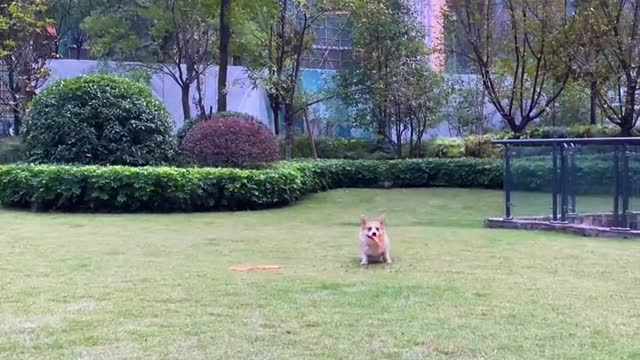 Dogs