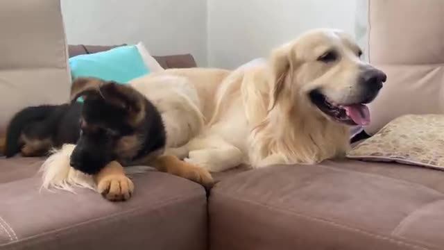 German Shepherd Puppy Plays with Golden Retriever for the First Time!