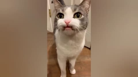 funny cat