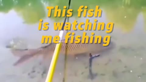 This fish is watching me fishing