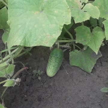 Young cucumber