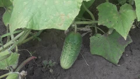 Young cucumber